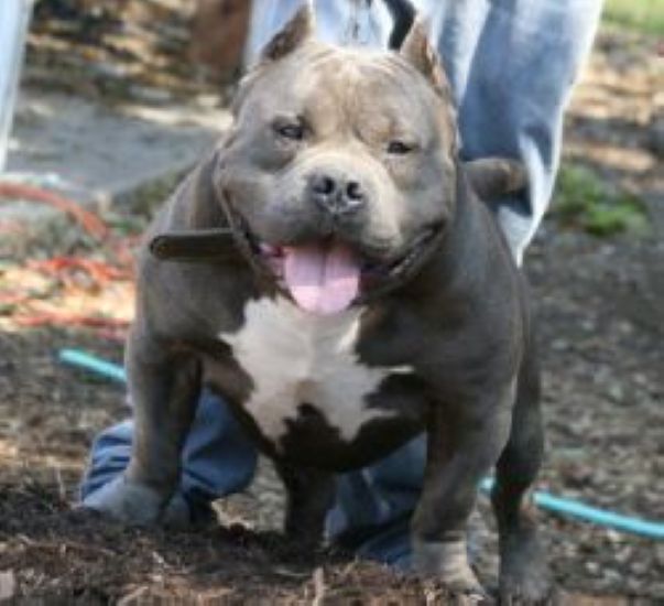 Dog Featured Image