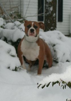 Dog Featured Image