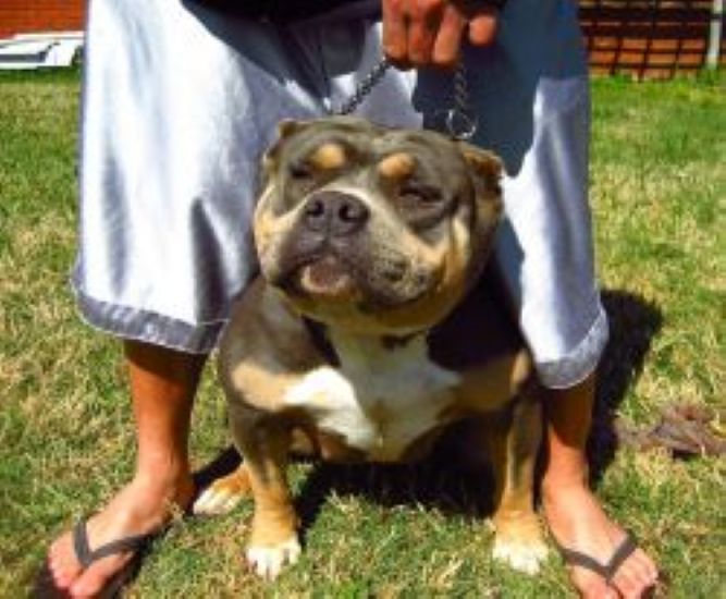 Dog Featured Image