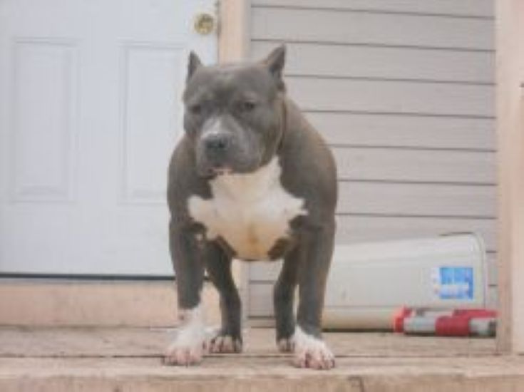 Dog Featured Image