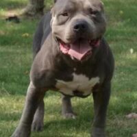 WORTHY BLUEGOOD NO.42