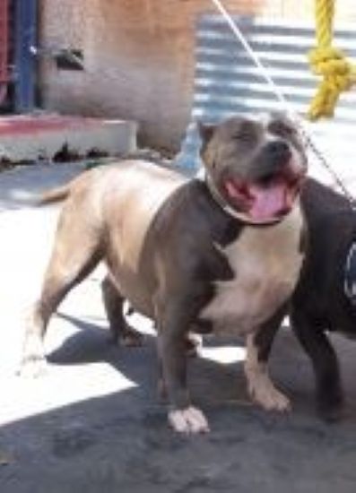 Dog Featured Image