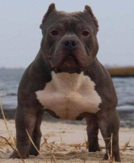 Dog Featured Image