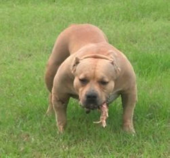 Dog Featured Image