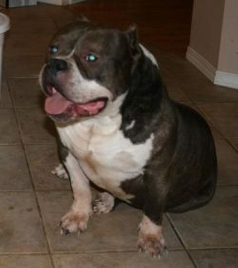 Dog Featured Image