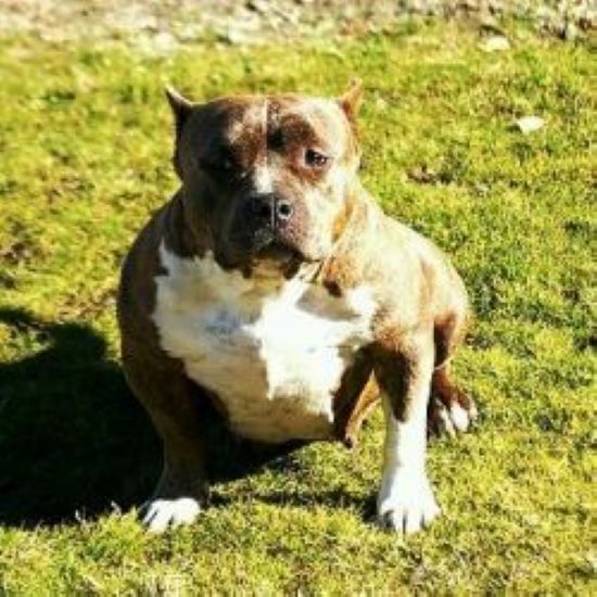 Dog Featured Image