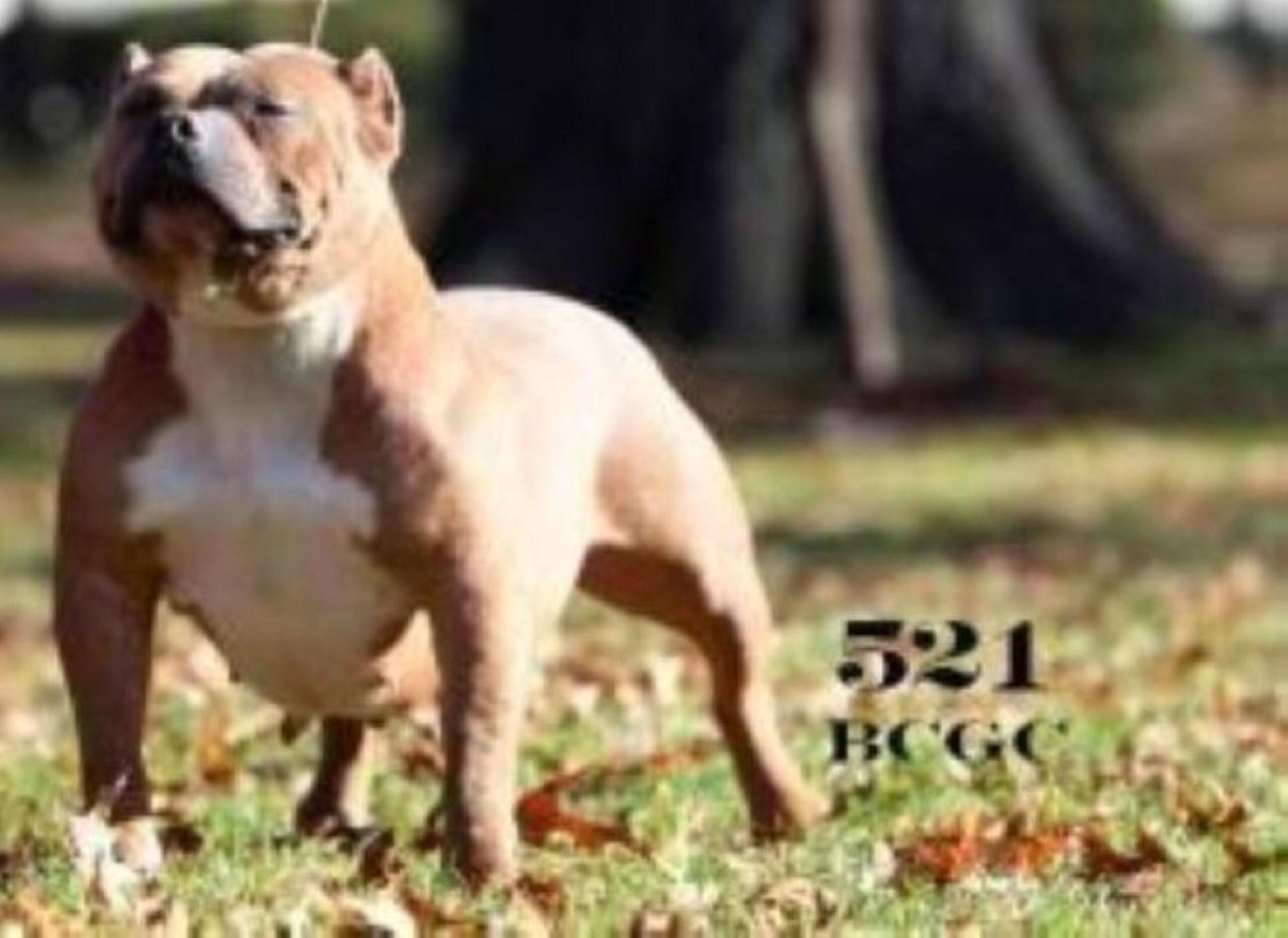 Dog Featured Image