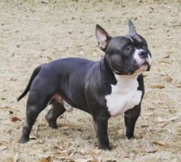 Dog Featured Image