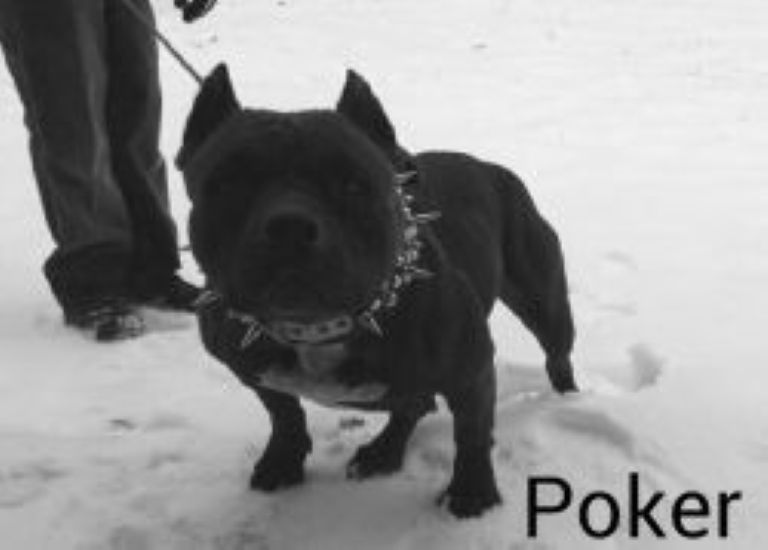 Dog Featured Image