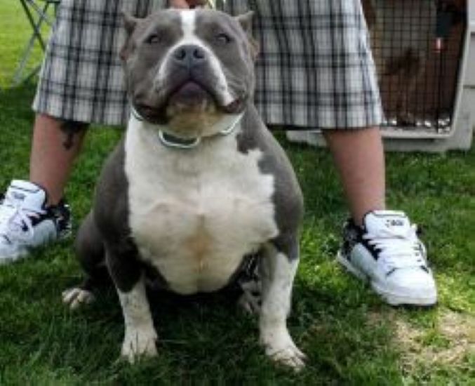 Dog Featured Image