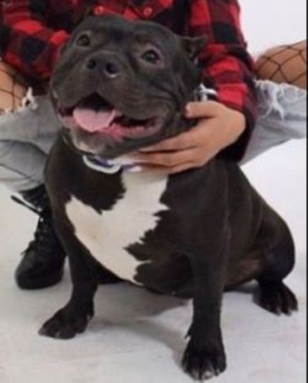 Dog Featured Image