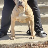 BroomBoy’s BIGG SCARR of Royalty Blood Bullies