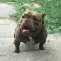 Dog Featured Image