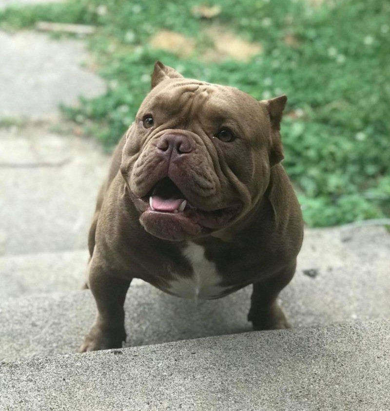 Dog Featured Image