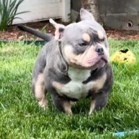 Clutch kennels bane