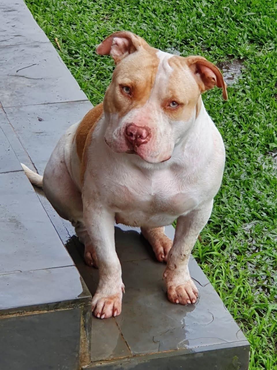 Dog Featured Image