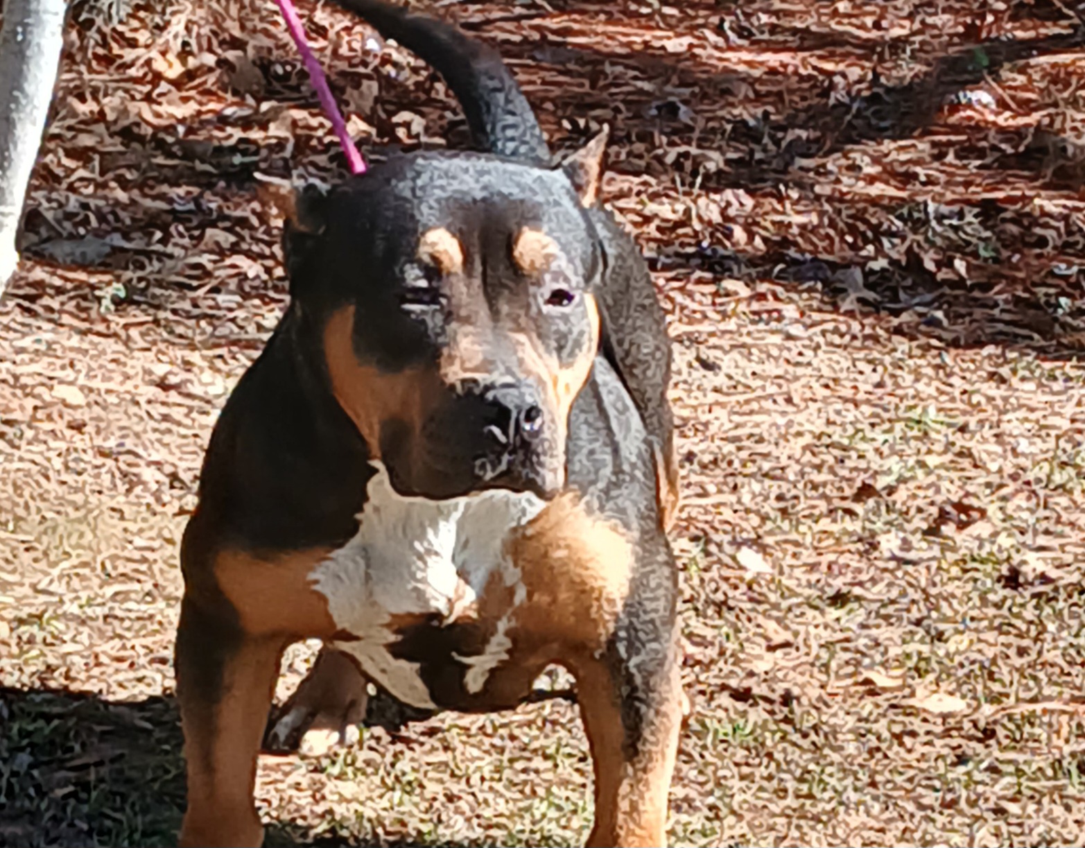 Dog Featured Image