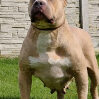 Regus Bully kennel cheyenne