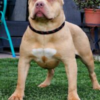 KPN Bully’s Loka