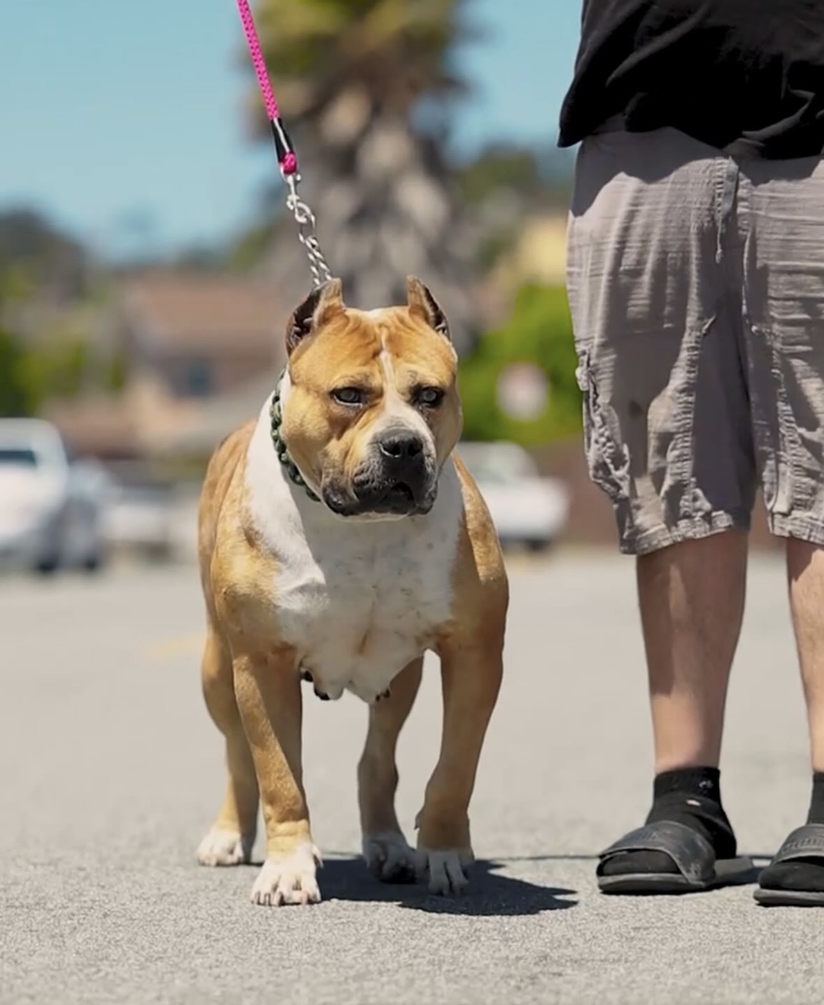 Dog Featured Image