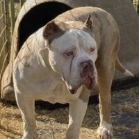 ProBulls Smacken