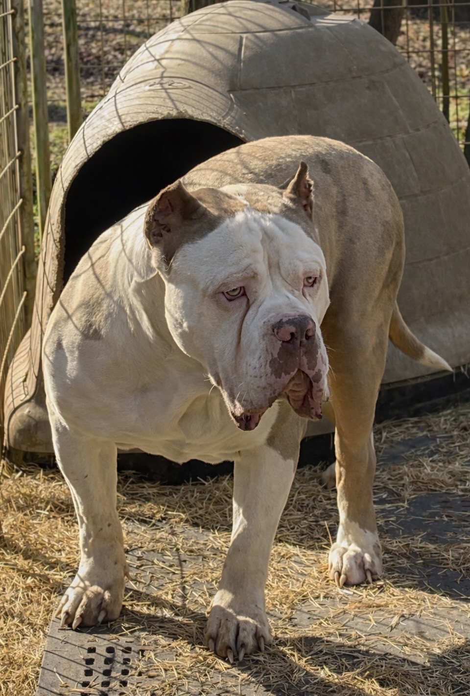 Dog Featured Image