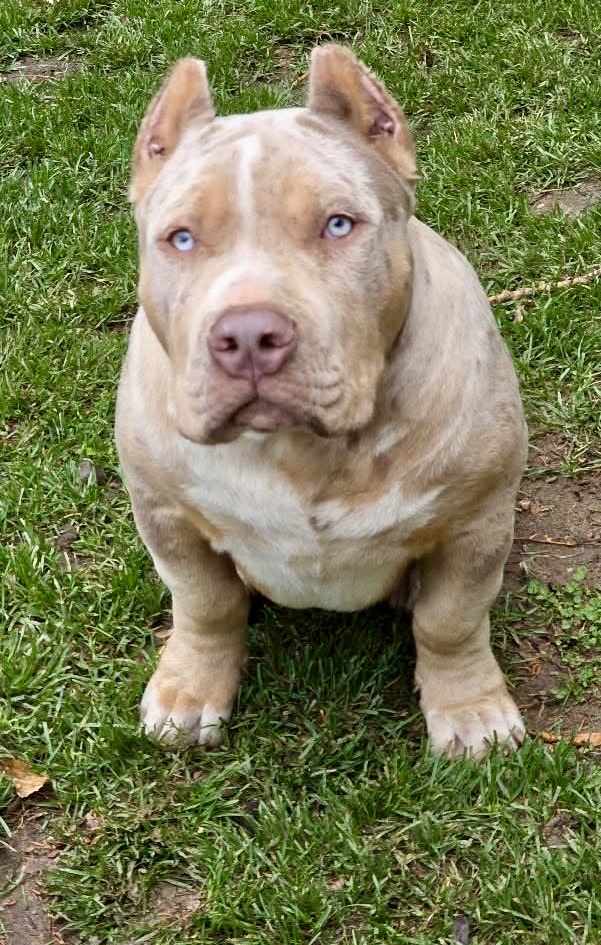 Dog Featured Image