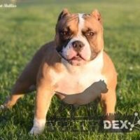 EMINENTBULLIES WV STELLA ROSA