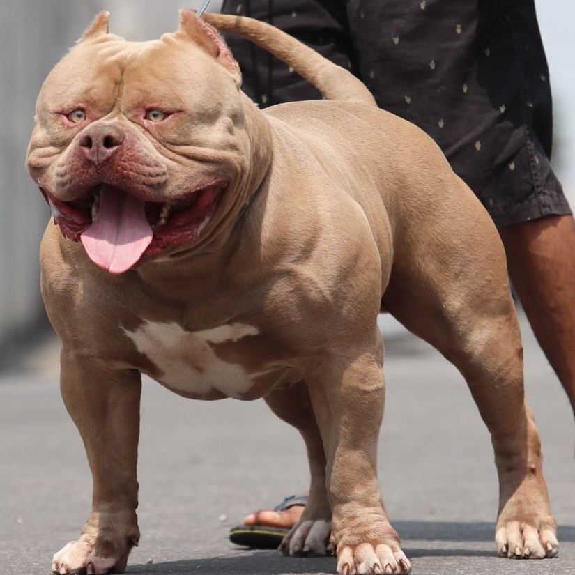 Dog Featured Image