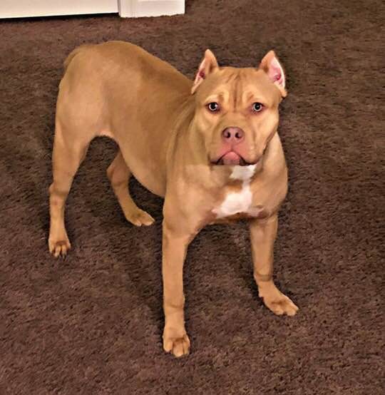 Dog Featured Image