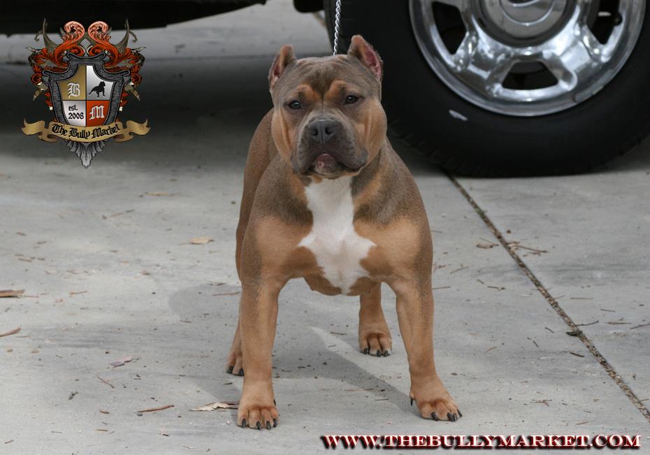 Dog Featured Image