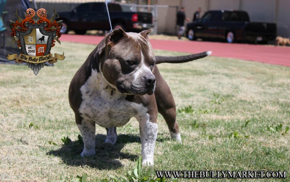 Dog Featured Image