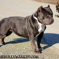 BULLY MARKET’S BAJA CALIFORNIA