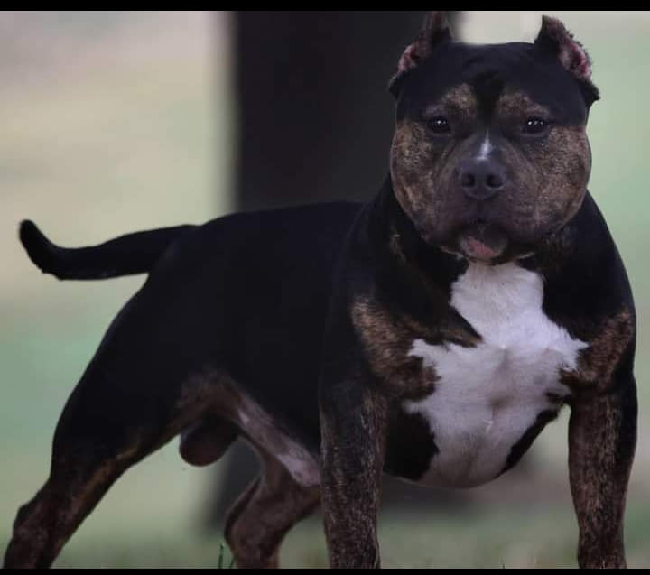 Dog Featured Image