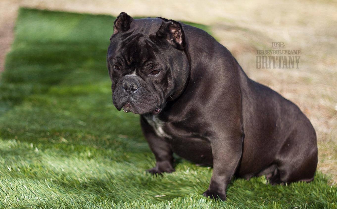 Dog Featured Image