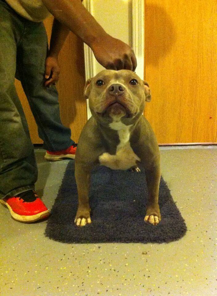 Dog Featured Image