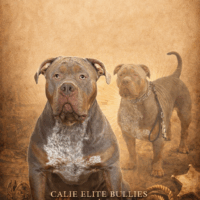 CALIE ELITE BULLIES DUKE