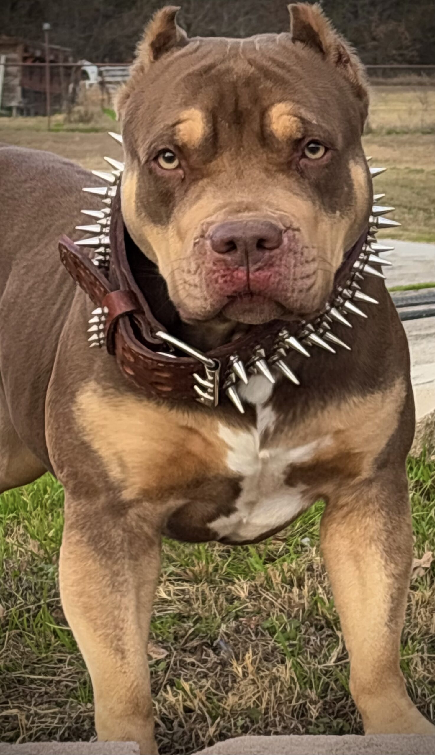Dog Featured Image