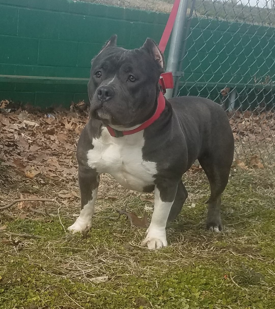 Dog Featured Image