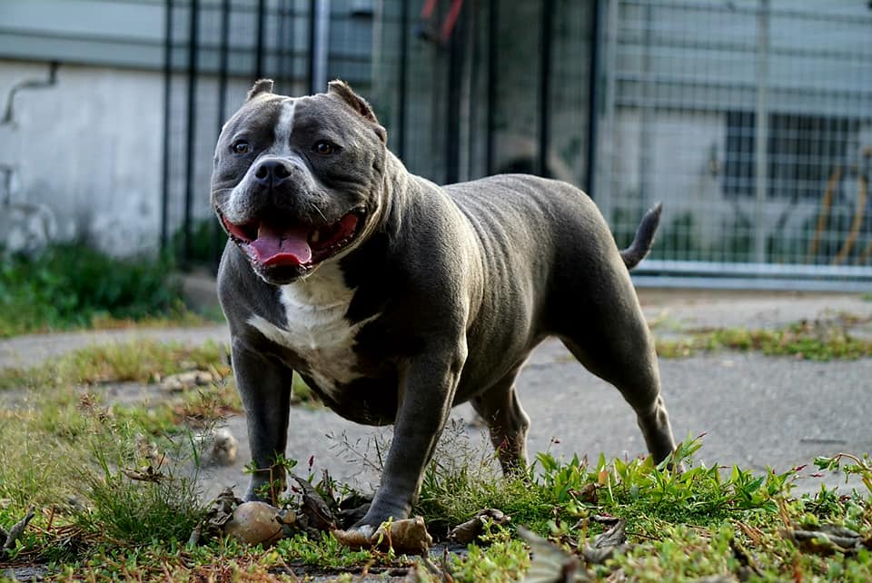 Dog Featured Image