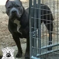 TRILINE’S BODACIOUS BONNIE