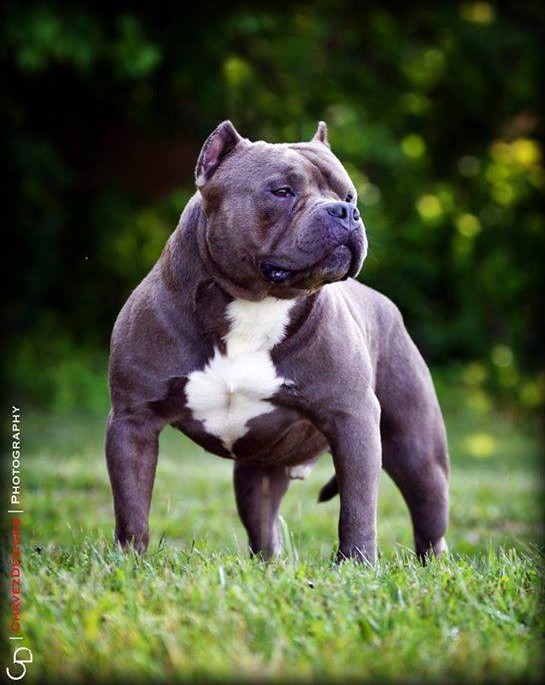 Dog Featured Image