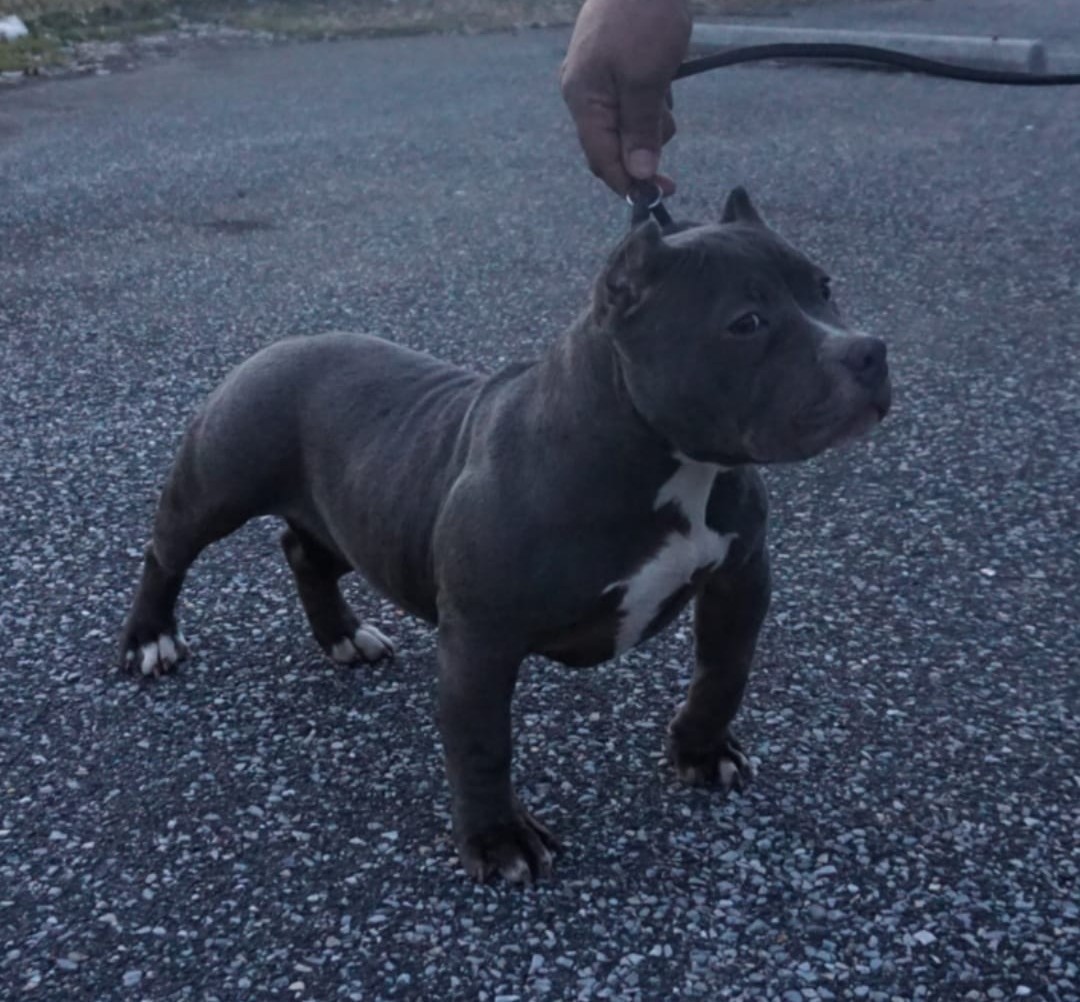 Dog Featured Image