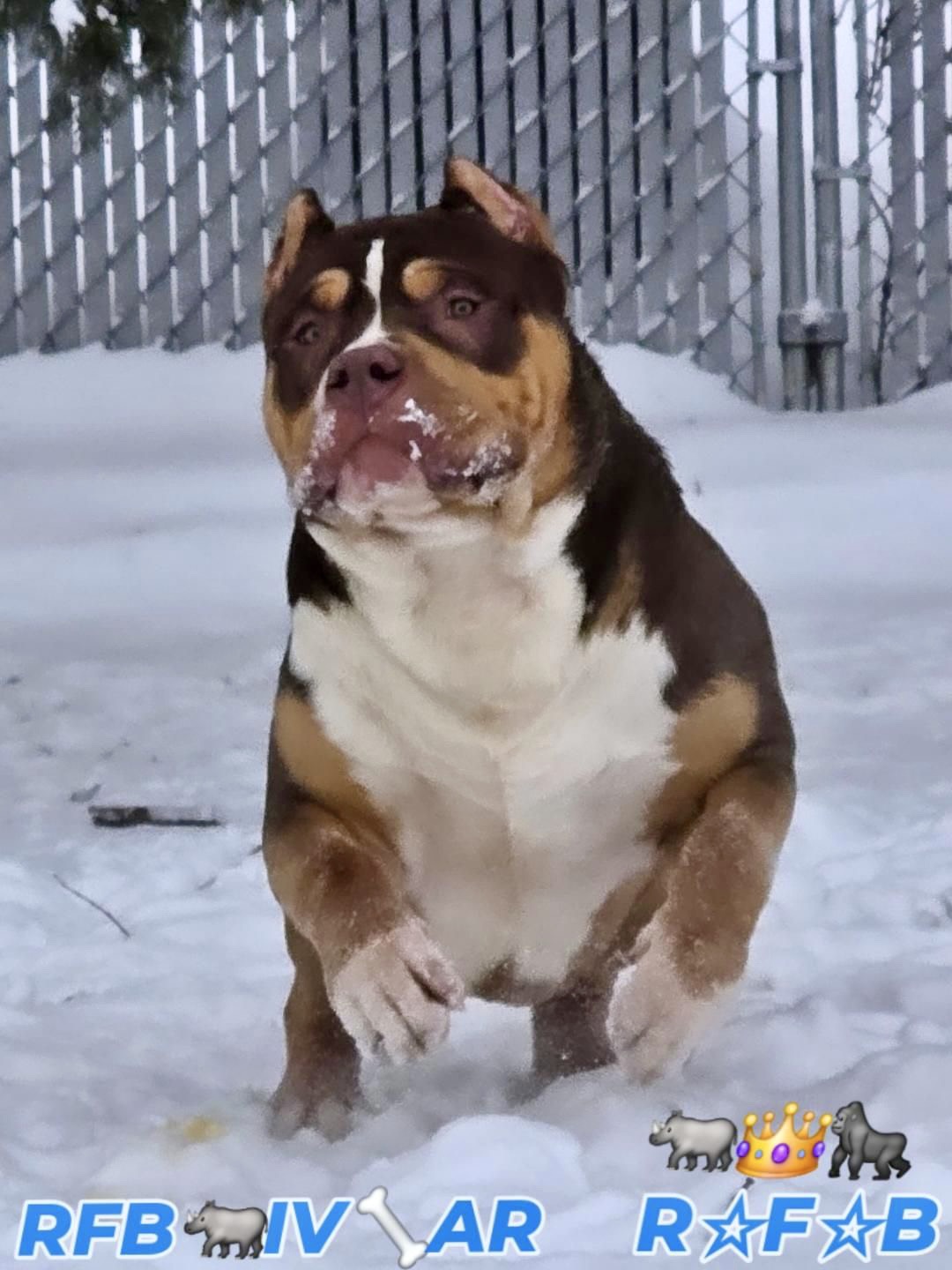 Dog Featured Image