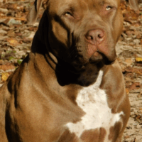 TRILINE’S CINNAMON