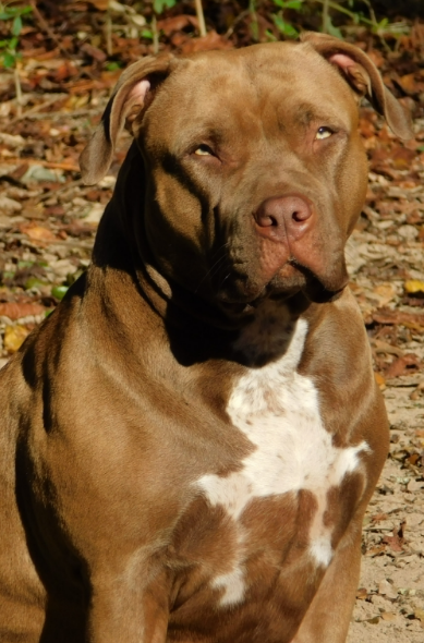 Dog Featured Image