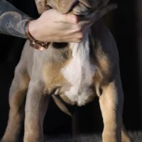 Strawberry Bully Kennel Gandža