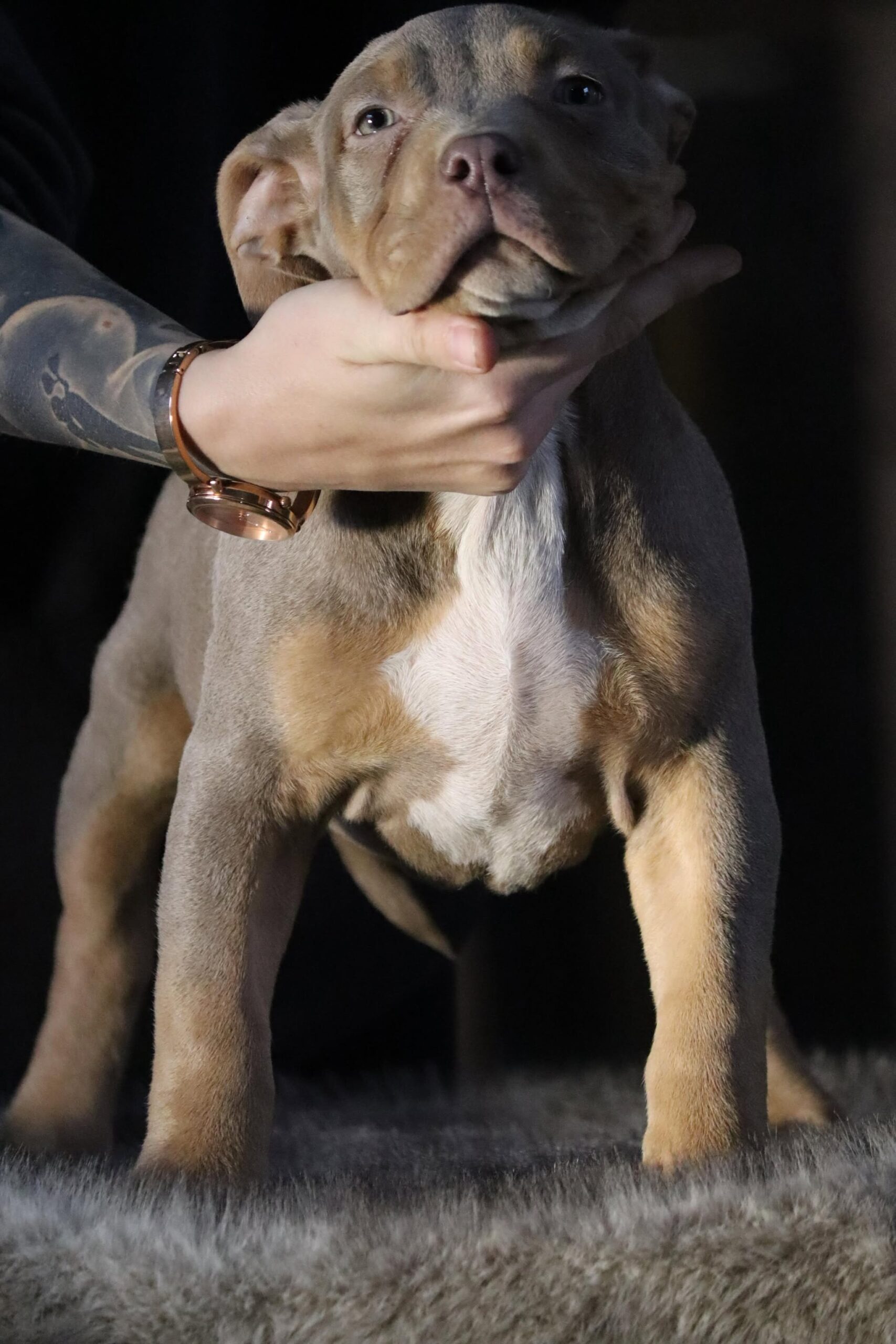 Dog Featured Image