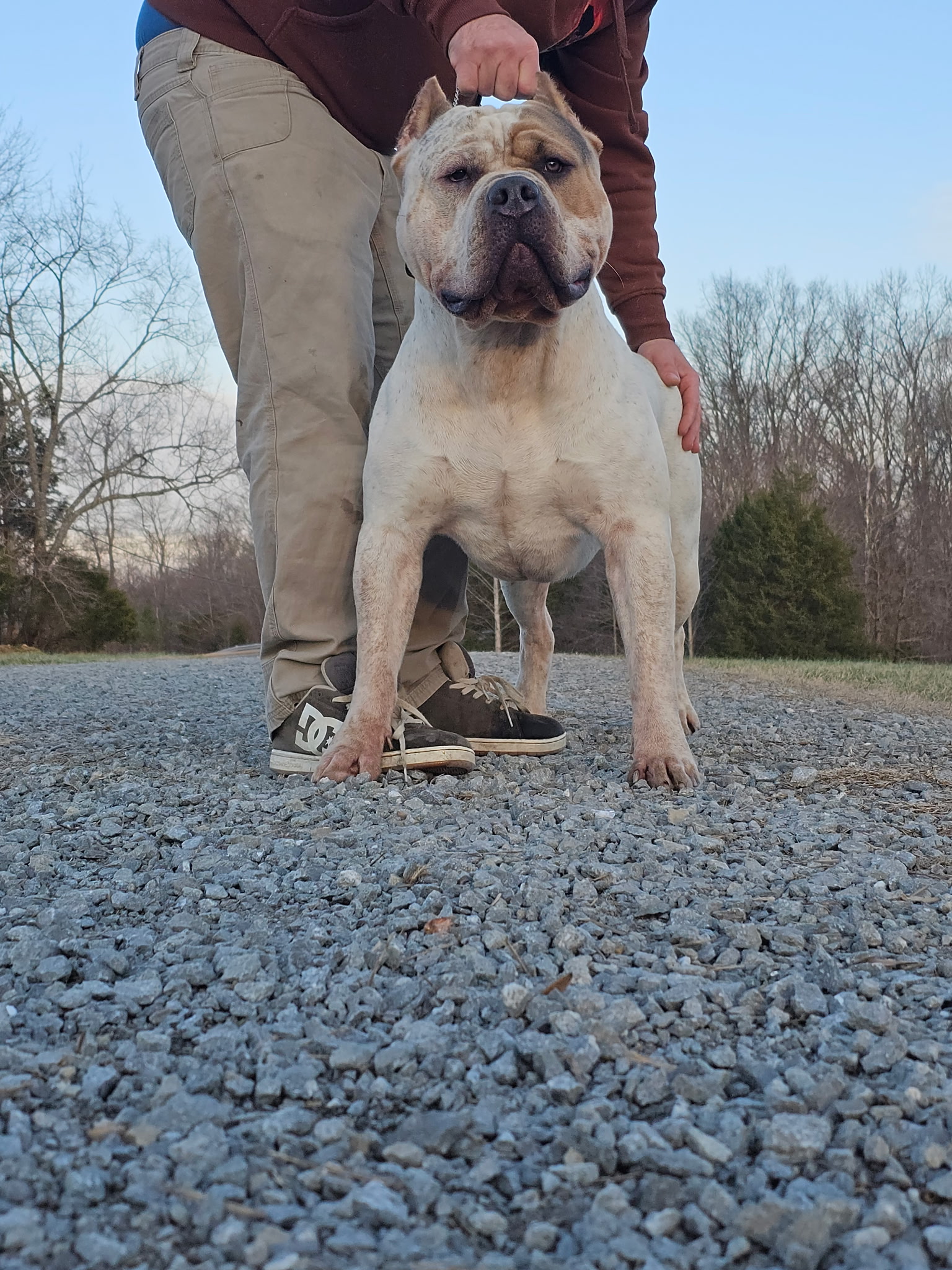 Dog Featured Image
