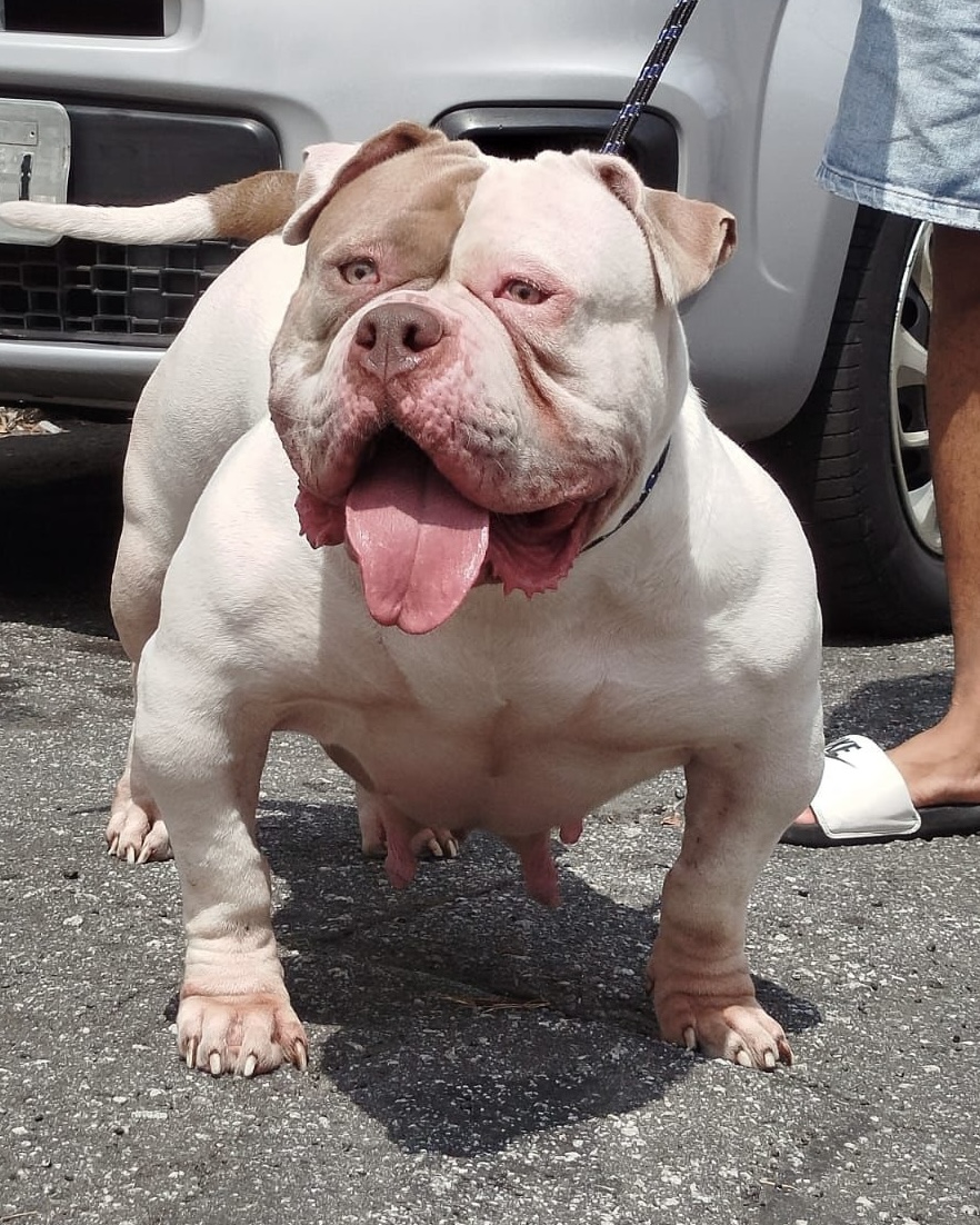 Dog Featured Image